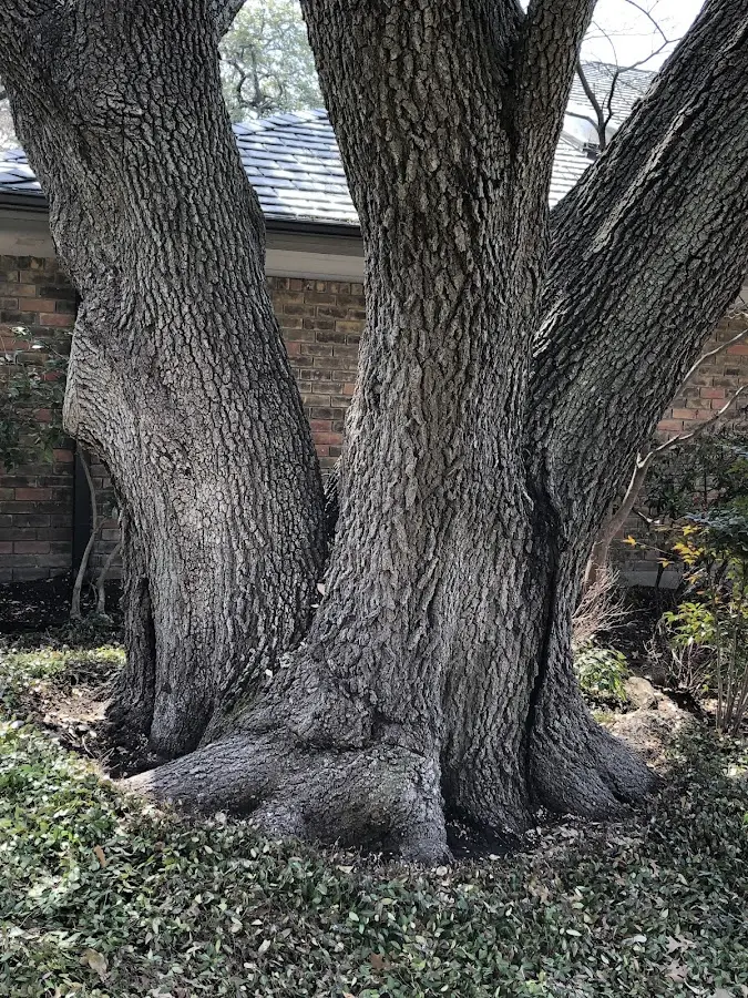 Mature heritage tree close to a Eastport property cared for by certified arborists